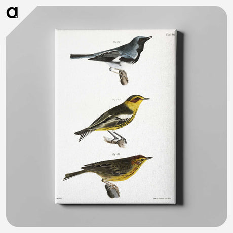1-51_Zoology-of-New-York_canvas