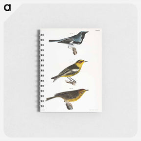 アートメモ帳-The Black-throated Blue Warbler - ニューヨークの動物学 Memo.