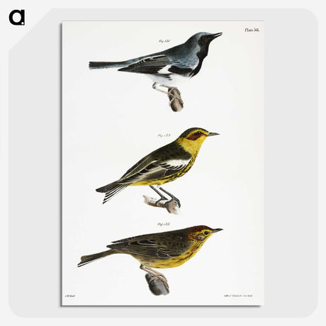 1-51_Zoology-of-New-York_picture-crop