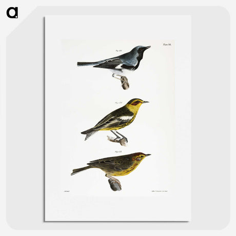 1-51_Zoology-of-New-York_picture