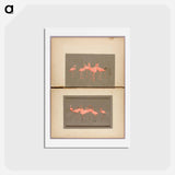 アートポストカード-Flamingoes - アボット ハンダーソン セイヤー Postcard.