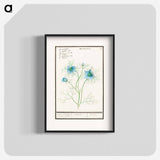 Damsel-in-the-green - アンセルムス ボエティウス デ ブート Poster.