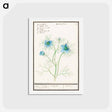 アートポストカード-Damsel-in-the-green - アンセルムス ボエティウス デ ブート Postcard.
