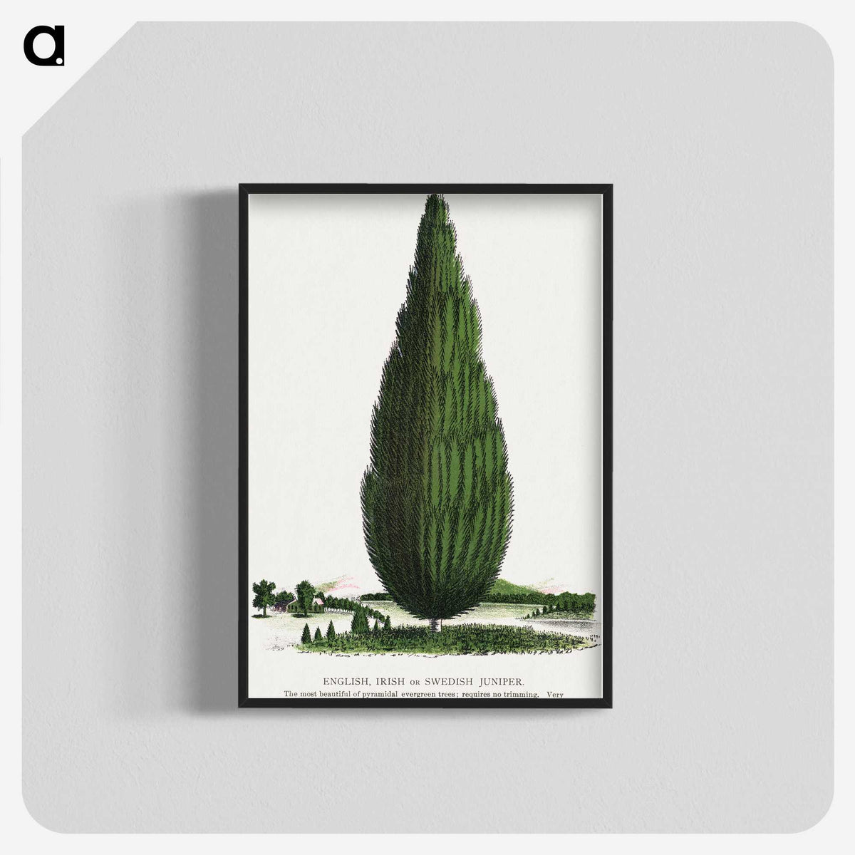 1-52_Botanical-Specimen-Plates_blk-crop