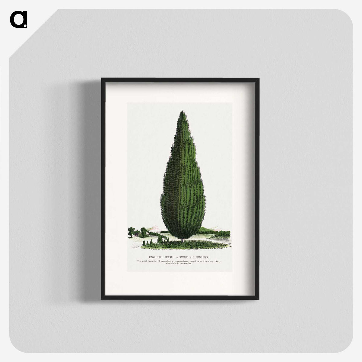 1-52_Botanical-Specimen-Plates_blk