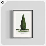 1-52_Botanical-Specimen-Plates_blk