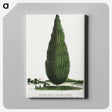 1-52_Botanical-Specimen-Plates_canvas