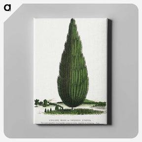1-52_Botanical-Specimen-Plates_canvas
