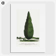 1-52_Botanical-Specimen-Plates_picture
