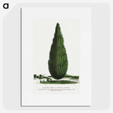 1-52_Botanical-Specimen-Plates_picture