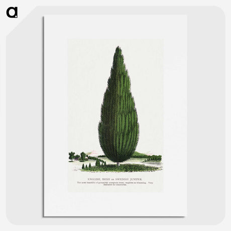 1-52_Botanical-Specimen-Plates_picture