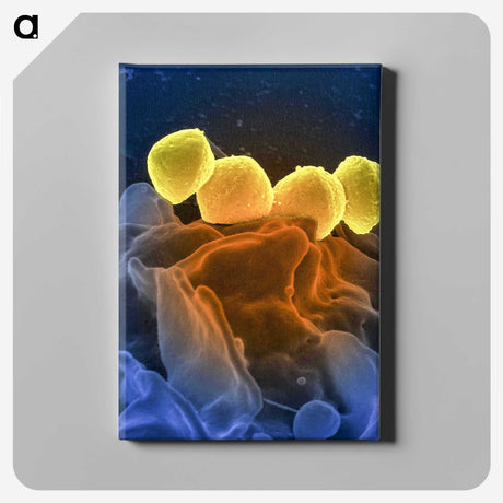 1-52_COVID-19_canvas