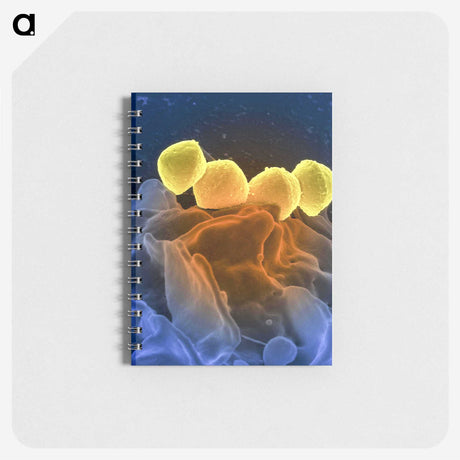 1-52_COVID-19_memo