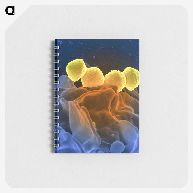 1-52_COVID-19_memo