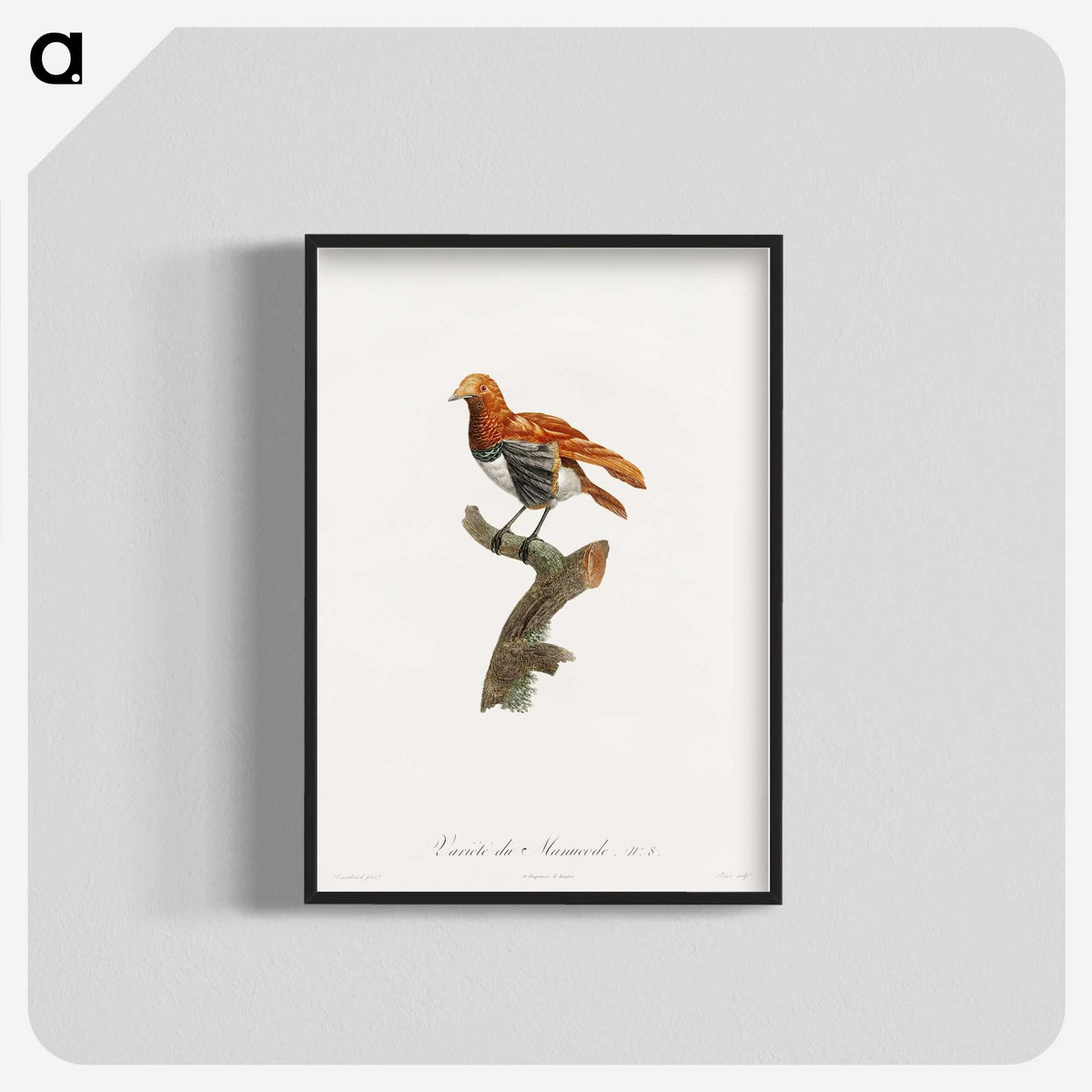 1-52_Des-Oiseaux-de-Paradis_blk-crop