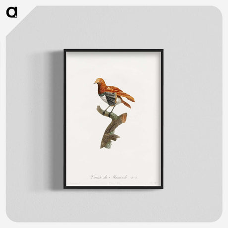 1-52_Des-Oiseaux-de-Paradis_blk-crop