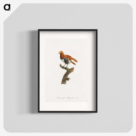 1-52_Des-Oiseaux-de-Paradis_blk