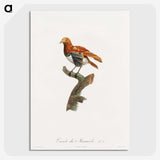 1-52_Des-Oiseaux-de-Paradis_picture-crop