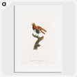 1-52_Des-Oiseaux-de-Paradis_picture