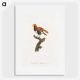 1-52_Des-Oiseaux-de-Paradis_picture