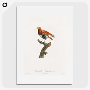 1-52_Des-Oiseaux-de-Paradis_picture
