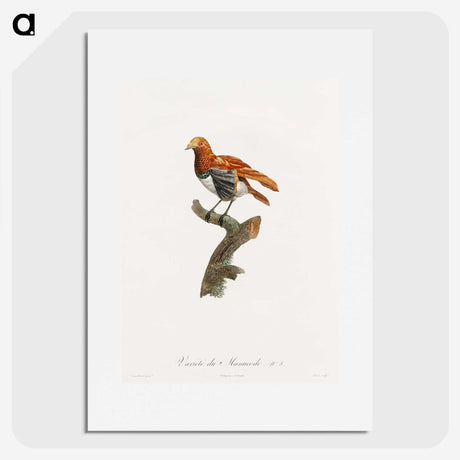 1-52_Des-Oiseaux-de-Paradis_picture