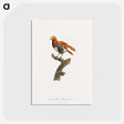 1-52_Des-Oiseaux-de-Paradis_postcard