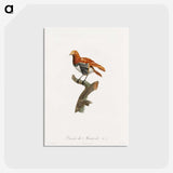 1-52_Des-Oiseaux-de-Paradis_postcard