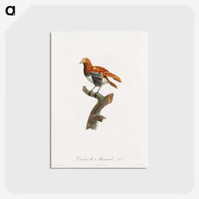 1-52_Des-Oiseaux-de-Paradis_postcard