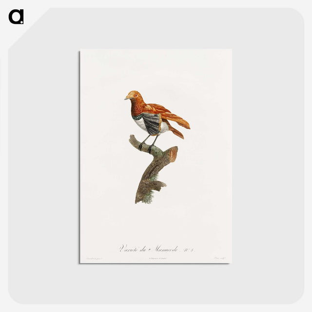 1-52_Des-Oiseaux-de-Paradis_postcard