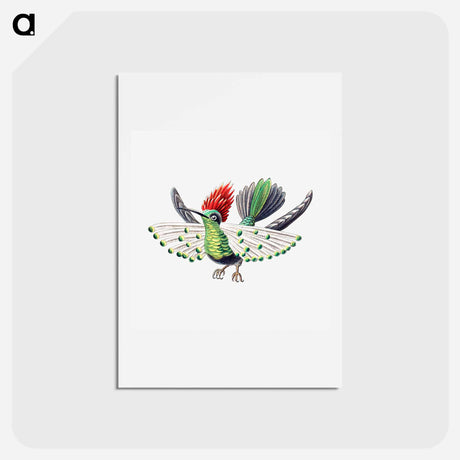アートポストカード-Colorful vintage hummingbird illustration - エルンスト ヘッケル Postcard.