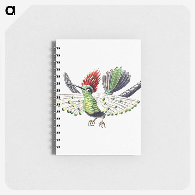 1-52_Ernst-Haeckel_memo