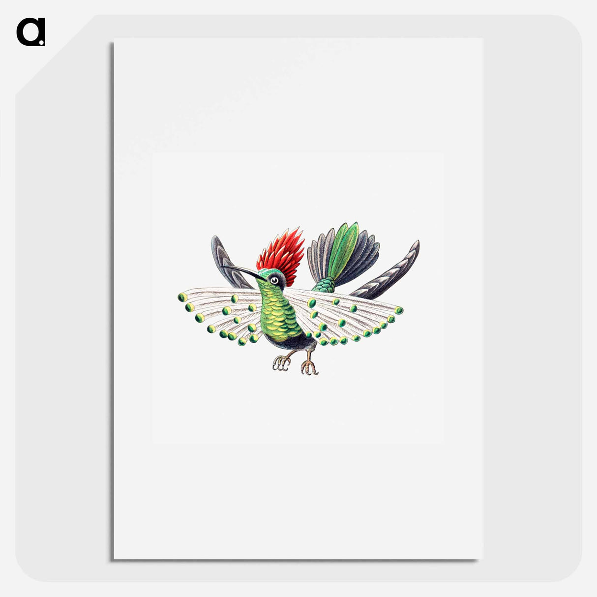Colorful vintage hummingbird illustration - エルンスト ヘッケル Poster.