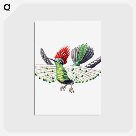 アートポストカード-Colorful vintage hummingbird illustration - エルンスト ヘッケル Postcard.