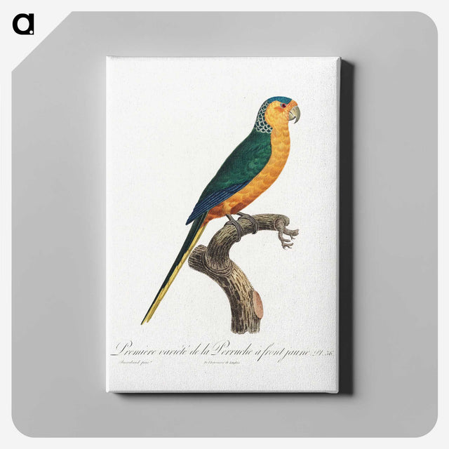 1-52_Francois-Levaillant_canvas