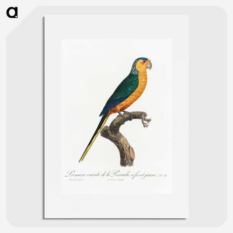 1-52_Francois-Levaillant_picture