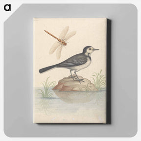 アートパネル-Pied Wagtail and Dragonfly
 - ジョージ エドワーズ Canvas.
