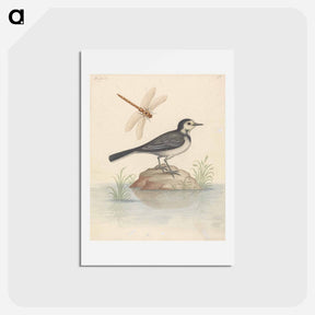 アートポストカード-Pied Wagtail and Dragonfly
 - ジョージ エドワーズ Postcard.
