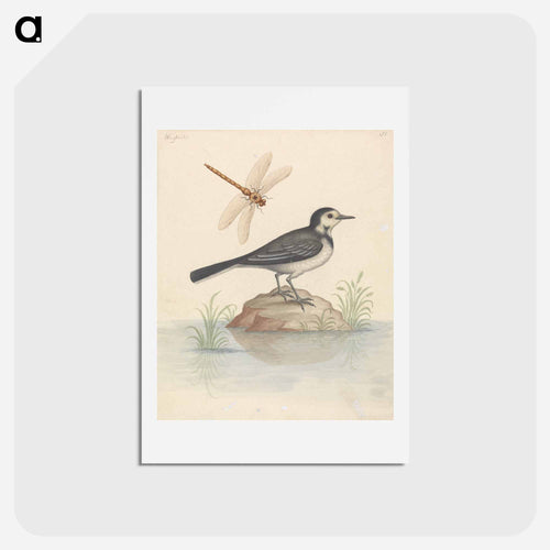 Pied Wagtail and Dragonfly
 - ジョージ エドワーズ Postcard.