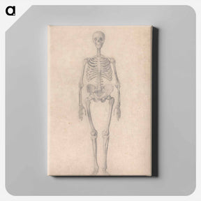 アートパネル-Human Skeleton, Anterior View
 - ジョージ スタッブス Canvas.
