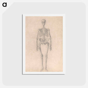 アートポストカード-Human Skeleton, Anterior View
 - ジョージ スタッブス Postcard.