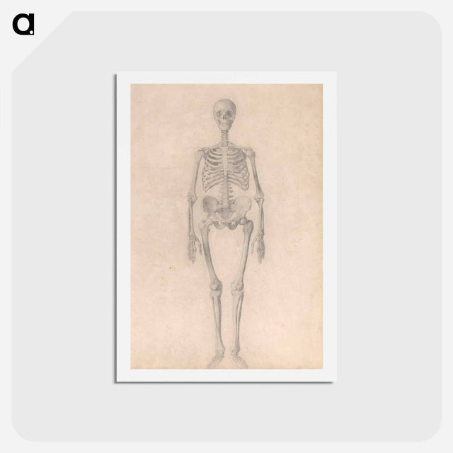 アートポストカード-Human Skeleton, Anterior View
 - ジョージ スタッブス Postcard.