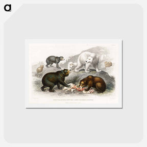 アートポストカード-Bears from Animated Nature
 - ゴールドスミスの生き生きとした自然 Postcard.