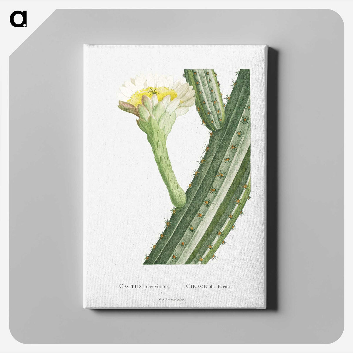 1-52_Histoire-des-Plantes-Grasses_canvas