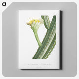 1-52_Histoire-des-Plantes-Grasses_canvas