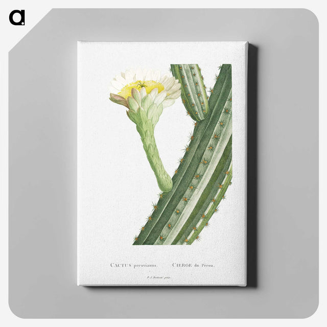 1-52_Histoire-des-Plantes-Grasses_canvas