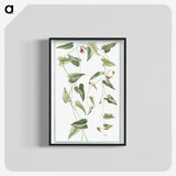 1-52_Hortus-Romanus-Botanical-Plates_blk-crop