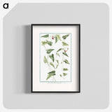 1-52_Hortus-Romanus-Botanical-Plates_blk