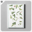 1-52_Hortus-Romanus-Botanical-Plates_canvas