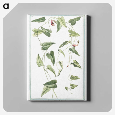 1-52_Hortus-Romanus-Botanical-Plates_canvas